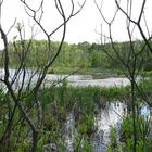  Pennfield Bog Nature Sanctuary